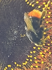Bombus lapidarius