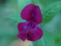 Impatiens glandulifera