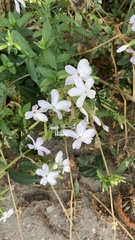 Saponaria officinalis