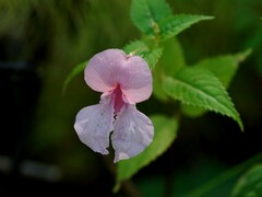 Impatiens glandulifera