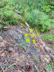 Bupleurum multinerve