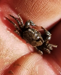 Decapoda