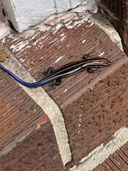 Plestiodon