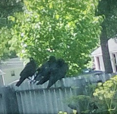 Corvus brachyrhynchos