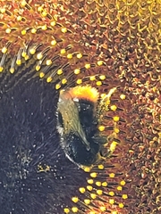 Bombus lapidarius