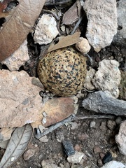 Pisolithus tinctorius