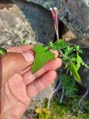 Chenopodium acerifolium