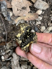 Pisolithus tinctorius