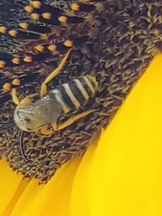 Halictus scabiosae