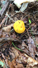 Amanita flavoconia