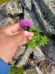 Cirsium serratuloides