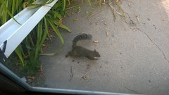 Sciurus carolinensis leucotis