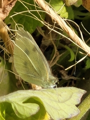 Pieris