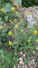 Sisymbrium loeselii