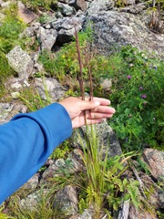 Elymus dahuricus