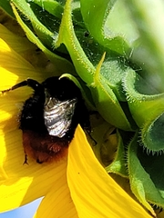 Bombus lapidarius