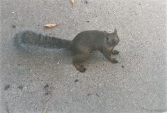 Sciurus carolinensis leucotis