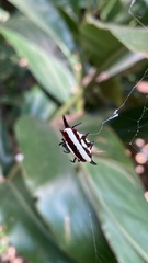 Gasteracantha fornicata