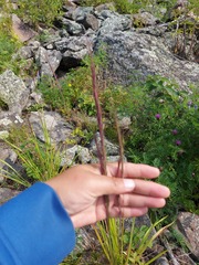 Elymus dahuricus