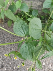 Galinsoga quadriradiata