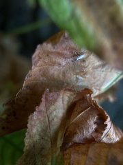 Cameraria ohridella