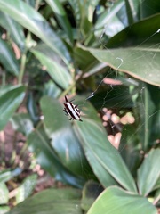 Gasteracantha fornicata