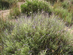 Salvia abrotanoides