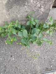 Galinsoga quadriradiata