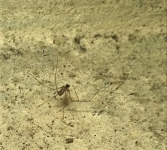 Pholcidae
