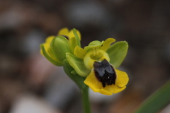 Ophrys lutea