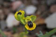 Ophrys lutea