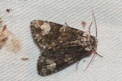 Craniophora ligustri