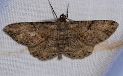 Peribatodes rhomboidaria