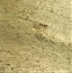 Pholcidae