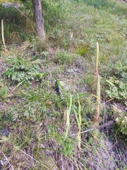 Hemerocallis minor