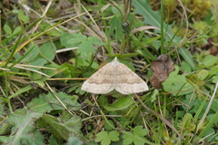 Scotopteryx chenopodiata