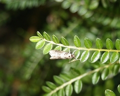Lepidoscia heliochares