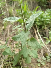 Agastache pallidiflora