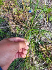 Helictochloa hookeri schelliana