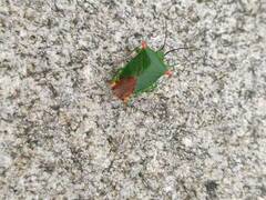 Acanthosoma labiduroides