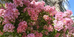 Lagerstroemia indica