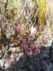 Erica nudiflora
