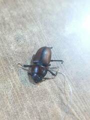 Prosopocoilus astacoides