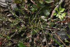 Androsace filiformis