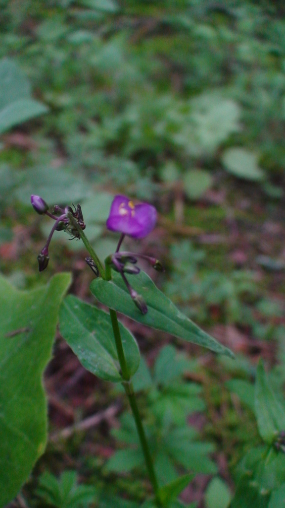 Gibasis pulchella