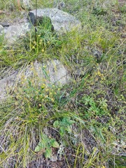 Bupleurum scorzonerifolium