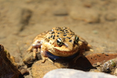 Rana
