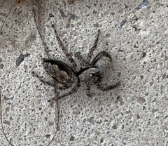 Platycryptus undatus