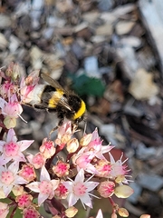 Bombus terrestris