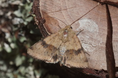 Heliothis viriplaca